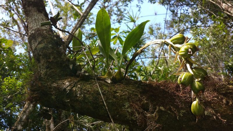Bulbophyllum sulfureum, photographed by Romer N. Rabarijaona