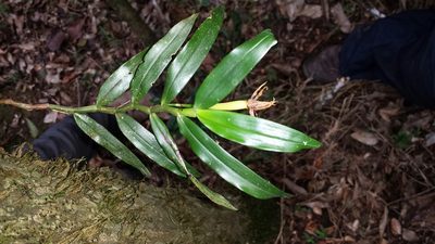 Angraecum mauritianum, photographed by Romer N. Rabarijaona