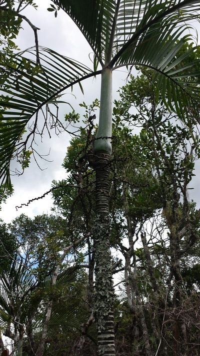 Chrysalidocarpus baronii, photographed by Romer N. Rabarijaona