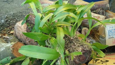 Liparis condylobulbon, photographed by Cheng-Te Hsu