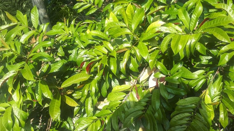 Excoecaria cochinchinensis, photographed by Ong Jyh Seng