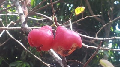 Syzygium aqueum, photographed by Ong Jyh Seng