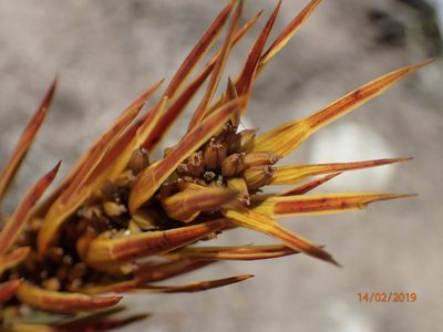 Aciphylla trifoliolata, photographed by Duncan Cunningham