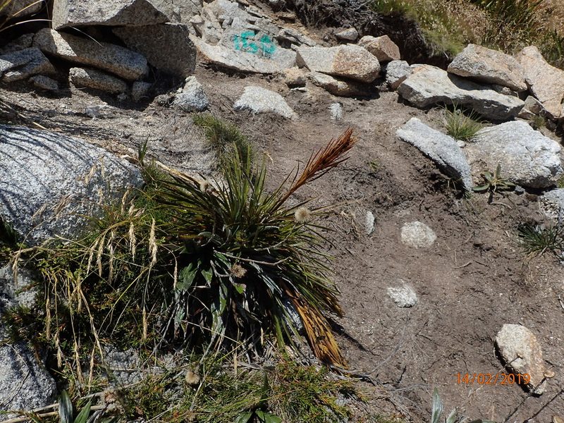 Aciphylla trifoliolata, photographed by Duncan Cunningham
