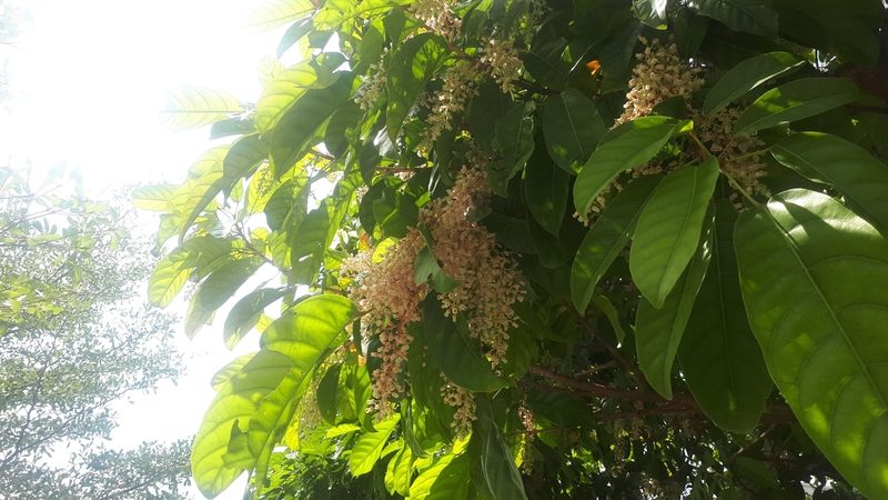 Sterculia parviflora, photographed by Ong Jyh Seng