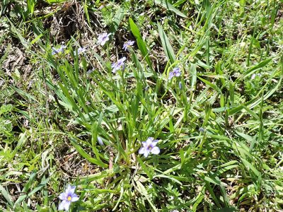 Sisyrinchium pruinosum, photographed by Sam Kieschnick