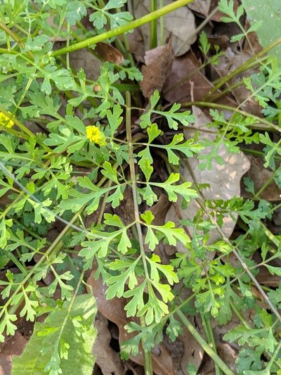 Tauschia texana, photographed by Alison Northup