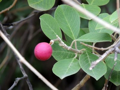 Capparis grandis, photographed by Vijay Barve