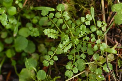 Cardamine oligosperma, photographed by David Anderson