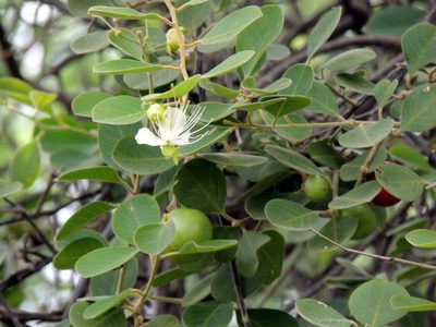 Capparis grandis, photographed by Vijay Barve
