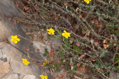 Fumana laevipes, photographed by Drepanostoma