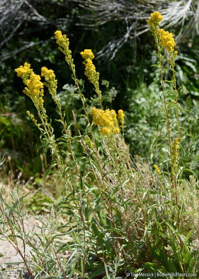 Solidago spectabilis, photographed by Tim Messick