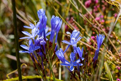 Nivenia stokoei, photographed by magriet b