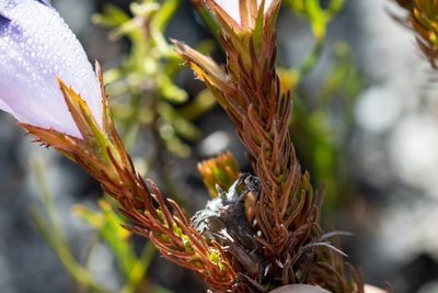 Roella maculata, photographed by magriet b