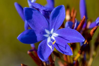Nivenia stokoei, photographed by magriet b