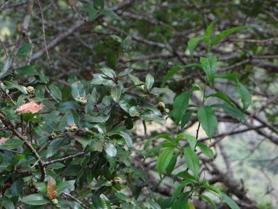 Quercus tarokoensis, photographed by 呂一起(Lyu yi-chi)