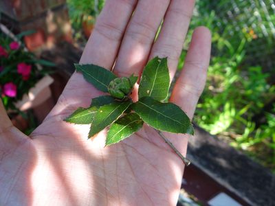 Quercus tarokoensis, photographed by 呂一起(Lyu yi-chi)
