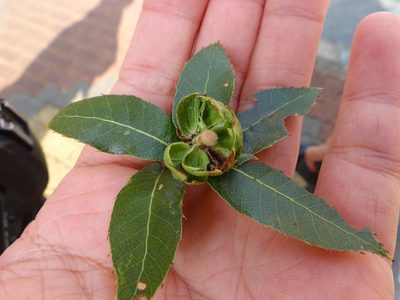 Quercus tarokoensis, photographed by 呂一起(Lyu yi-chi)