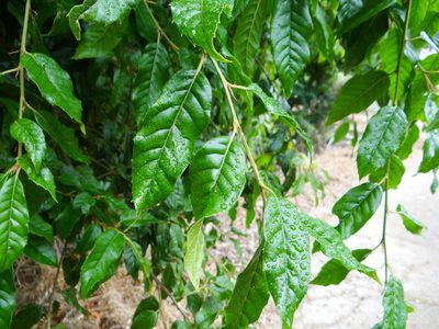Quercus tatakaensis, photographed by 呂一起(Lyu yi-chi)