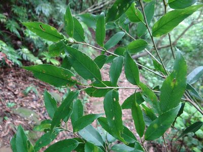 Quercus salicina, photographed by 呂一起(Lyu yi-chi)