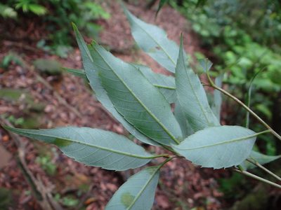 Quercus salicina, photographed by 呂一起(Lyu yi-chi)