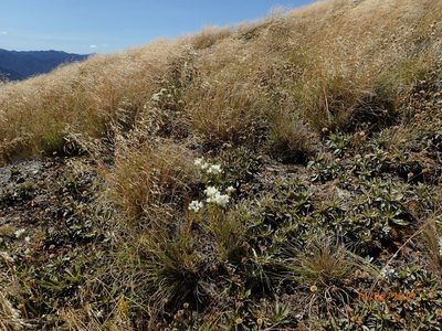 Gentianella impressinervia, photographed by Duncan Cunningham