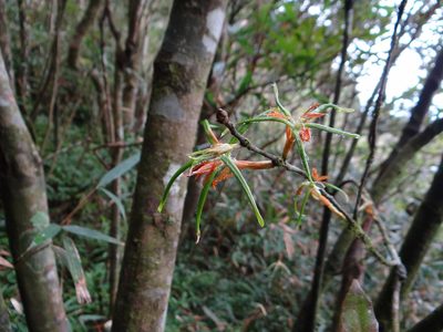 Quercus sessilifolia, photographed by 呂一起(Lyu yi-chi)