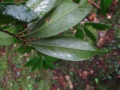 Quercus sessilifolia, photographed by 呂一起(Lyu yi-chi)