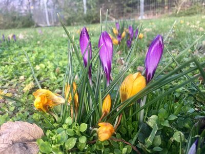 Crocus chrysanthus, photographed by Kai Löhr