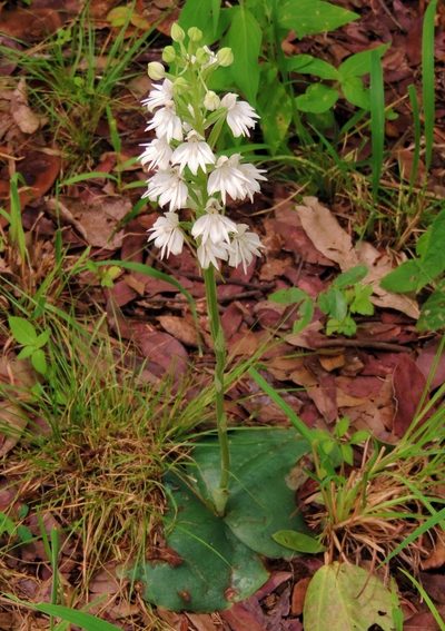 Habenaria stylites, photographed by i_c_riddell