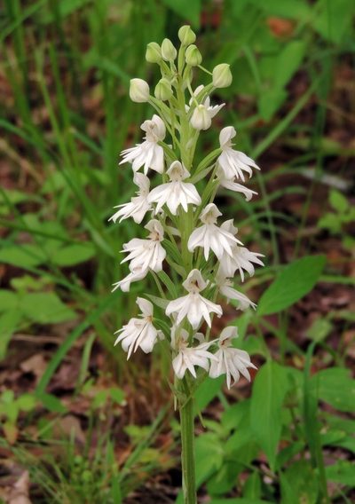 Habenaria stylites, photographed by i_c_riddell