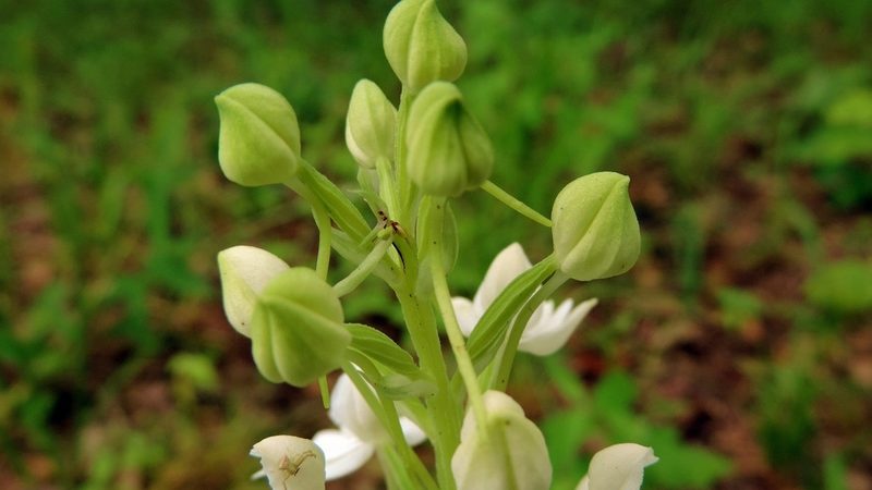 Habenaria stylites, photographed by i_c_riddell