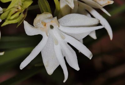 Habenaria stylites, photographed by i_c_riddell