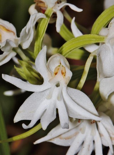 Habenaria stylites, photographed by i_c_riddell