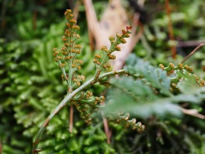 Davallia chrysanthemifolia, photographed by Jacy Chen
