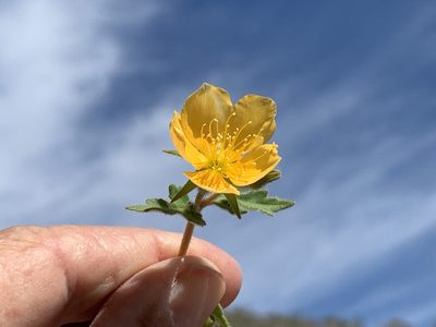 Mentzelia adhaerens, photographed by Jim Riley