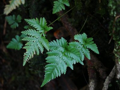 Davallia repens, photographed by Jacy Chen