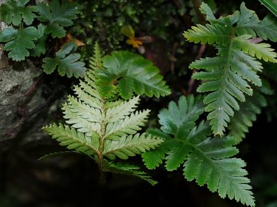 Davallia repens, photographed by Jacy Chen