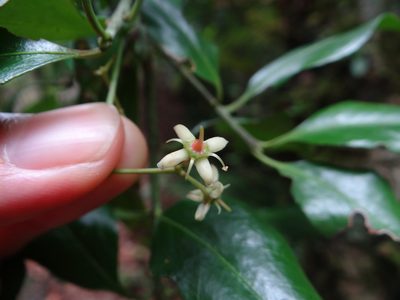 Euonymus spraguei, photographed by 呂一起(Lyu yi-chi)