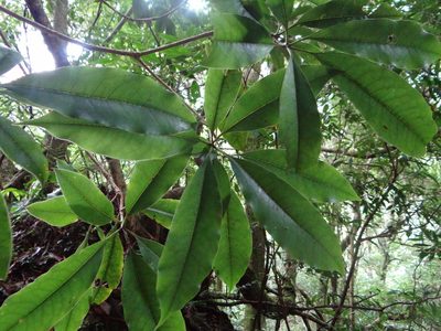 Pittosporum daphniphylloides, photographed by 呂一起(Lyu yi-chi)