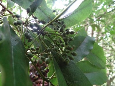 Pittosporum daphniphylloides, photographed by 呂一起(Lyu yi-chi)