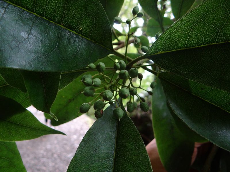 Pittosporum daphniphylloides, photographed by 呂一起(Lyu yi-chi)