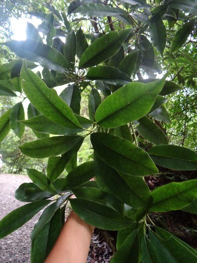Pittosporum daphniphylloides, photographed by 呂一起(Lyu yi-chi)