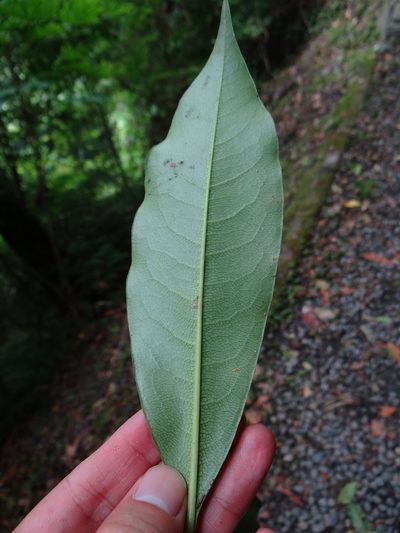 Pittosporum daphniphylloides, photographed by 呂一起(Lyu yi-chi)