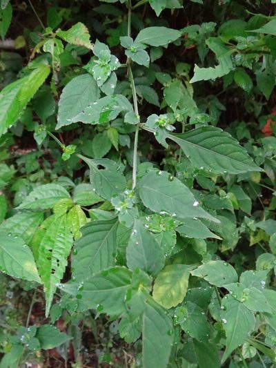 Strobilanthes wallichii, photographed by 呂一起(Lyu yi-chi)
