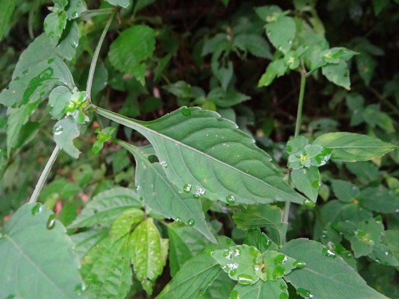 Strobilanthes wallichii, photographed by 呂一起(Lyu yi-chi)