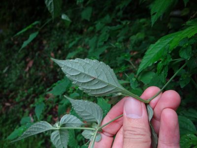 Strobilanthes wallichii, photographed by 呂一起(Lyu yi-chi)