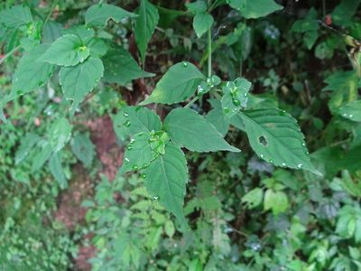 Strobilanthes wallichii, photographed by 呂一起(Lyu yi-chi)