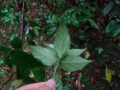 Viburnum integrifolium, photographed by 呂一起(Lyu yi-chi)