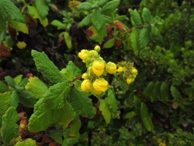 Calceolaria georgiana, photographed by Nicolás Lavandero